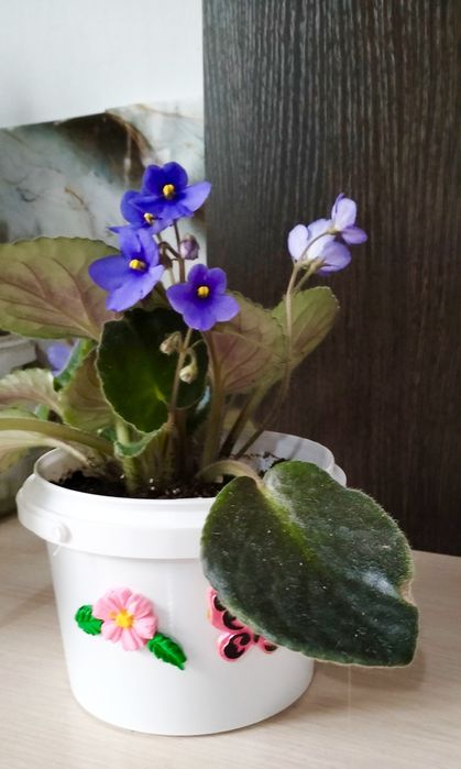 Продам цветущие фиалки.