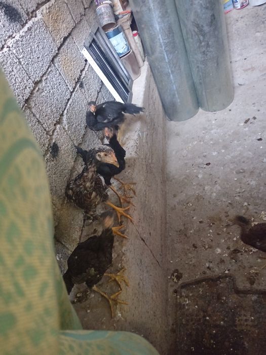 хороз товук олодгала тел килила келшамиза