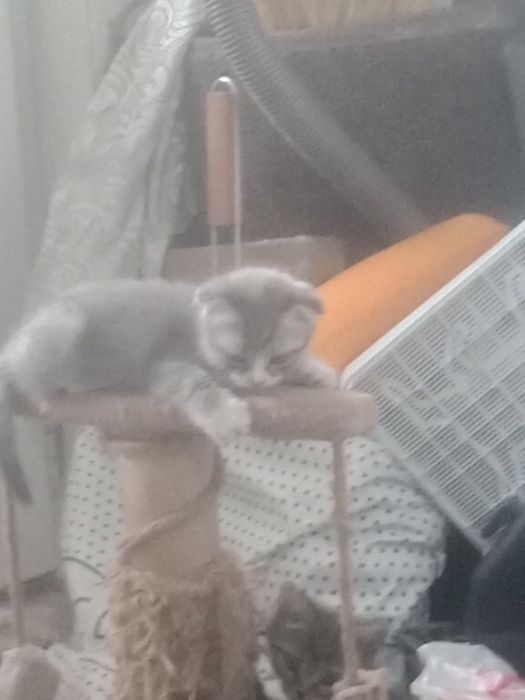 Британские короткошерстные