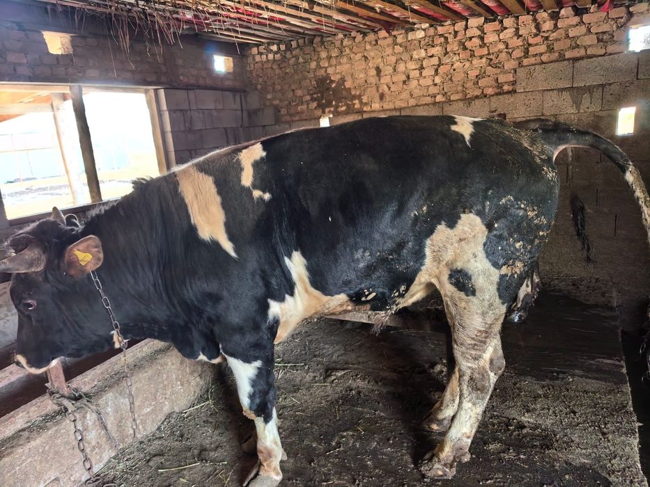 Продается бычок 2 годик