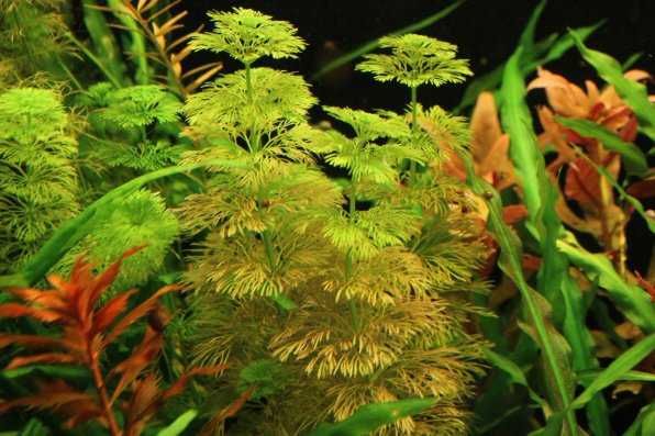 Лимнофила сидячецветковая