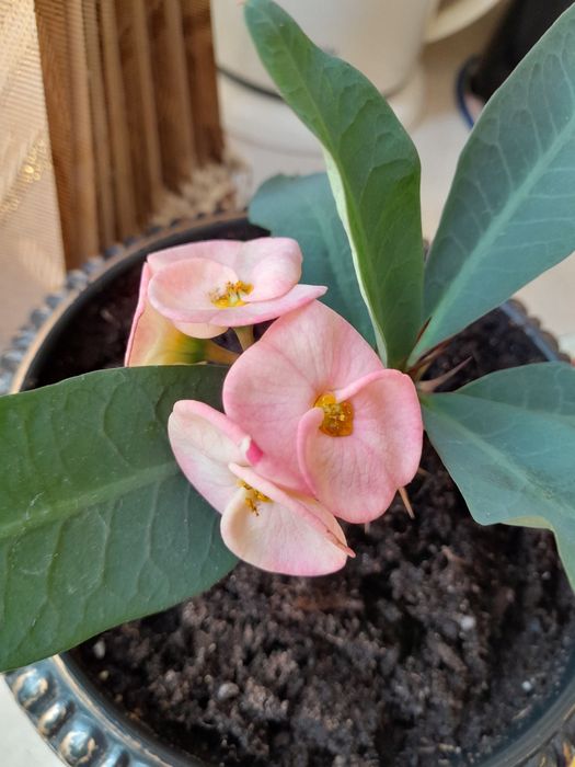 Молочай Миля эуфорбия.