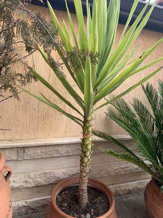 Палми Юка Палми Юка