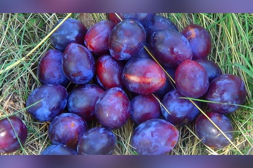 Prune de vânzare
