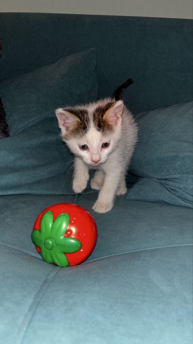 Котенок мальчик