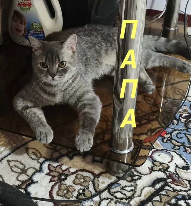 Toza scotch straight