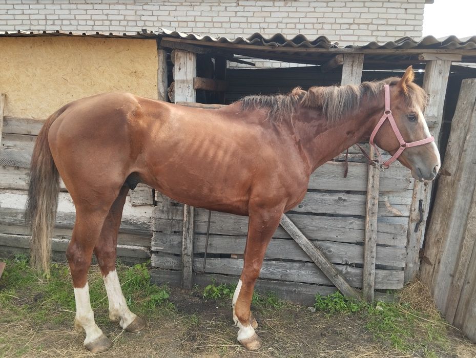 Продается жеребцы
