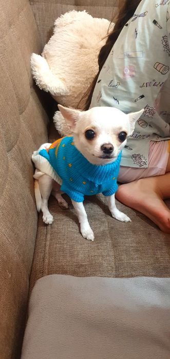 Чихуахуа продажа