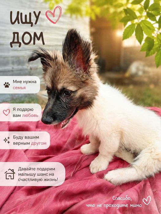 Пристраиваются щенки