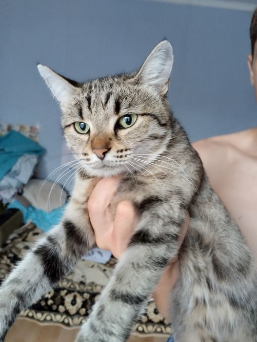 Кошечка ищет дом