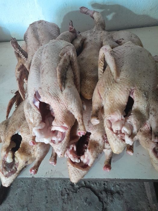 Мясо индюка, утки, цесарки продаются