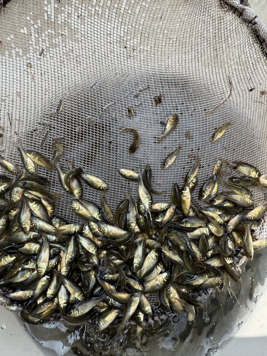 Puiet de crap predezvoltat