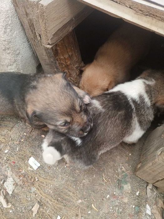 Отдам даром щенков