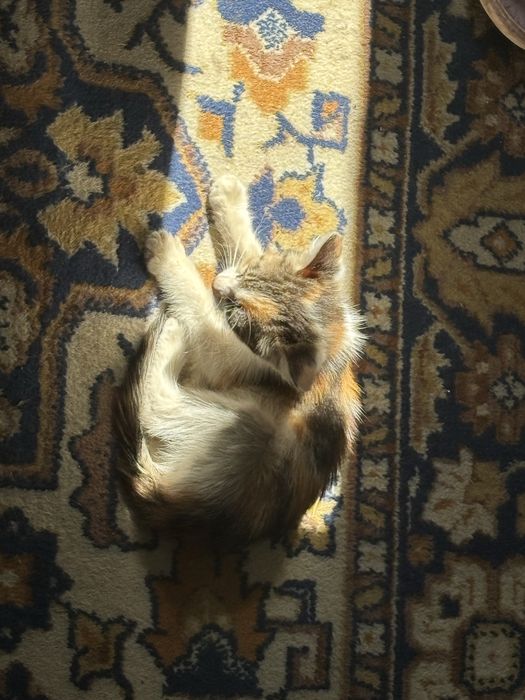 Котенок в добрые руки ищет дом !