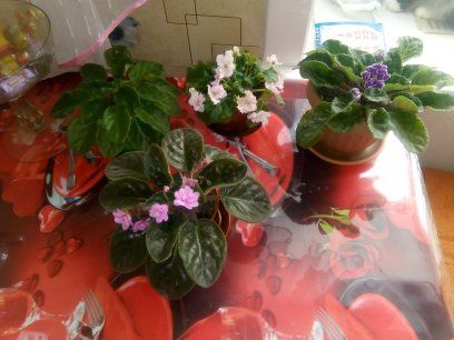 Фиалки цветущие 2000тг