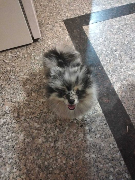 Продам шпица 6 мес девочка