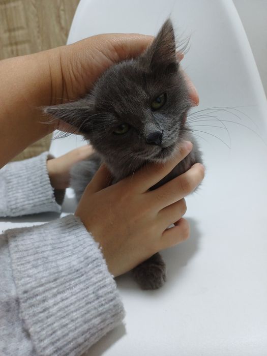 Котенок, мальчик. Отдам за 1000