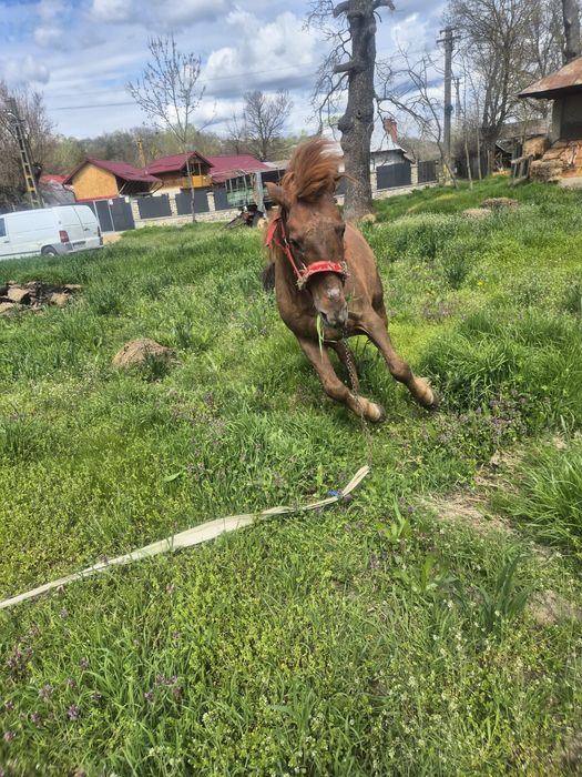 Vând cal cu vârsta de 14 ani