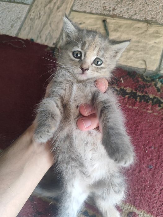Отдам котят в хорошие руки