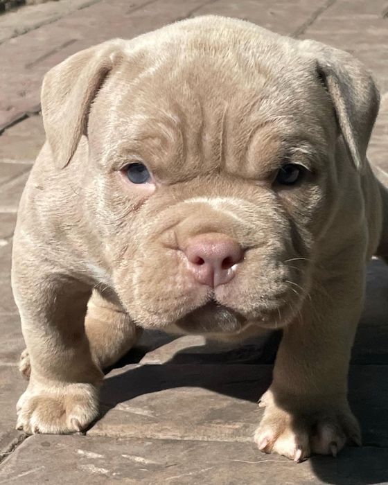 Американский булли