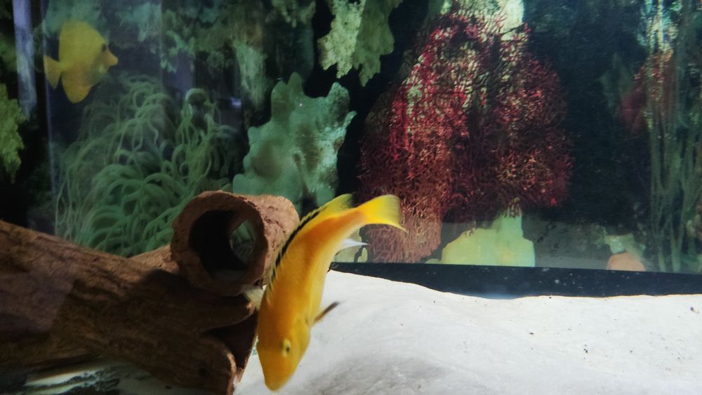 Продам елошку, взрослая рыбка