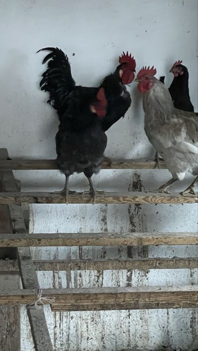 Продам домашних петухов