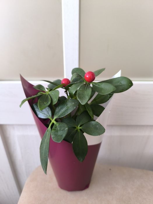 Цветы на тойбастар