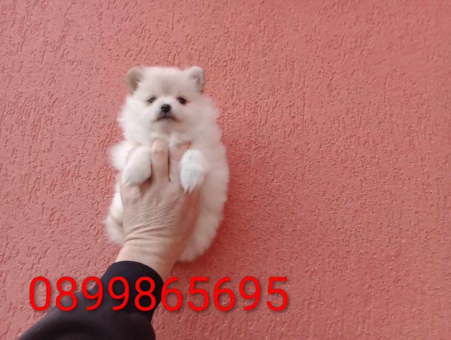 Женско Померанче.