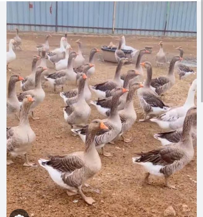 Продам гусей домашних