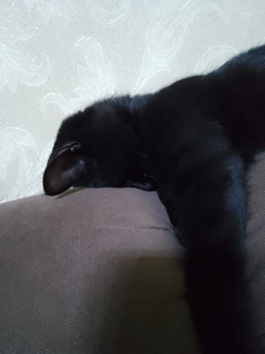 Кошечка домашняя