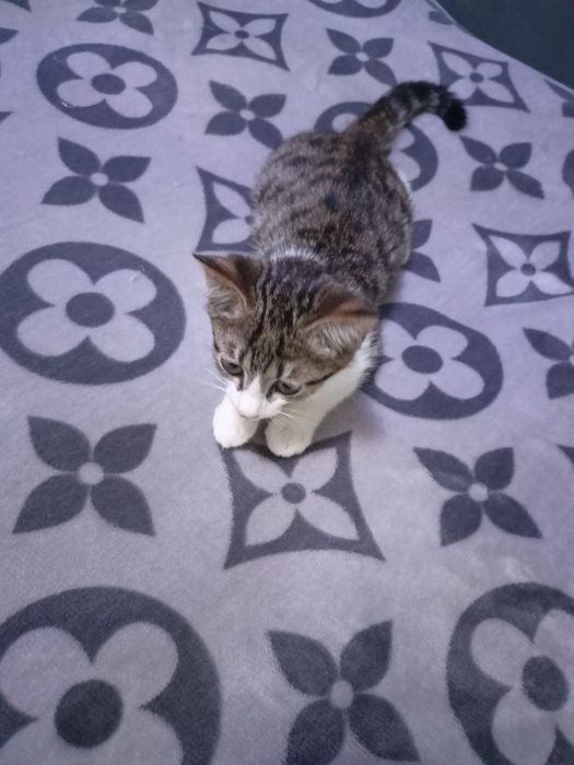 Пристраивается котёнок