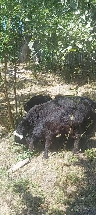 Кузи 7та ургочи 3 та эркак соглом