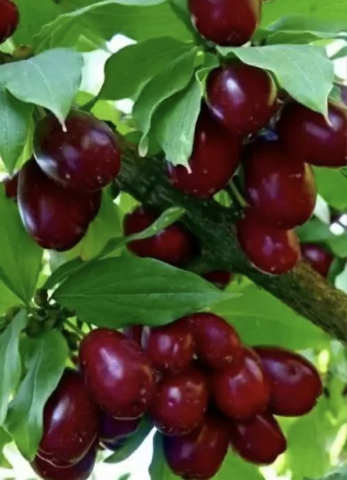 Puiet corn fructifer