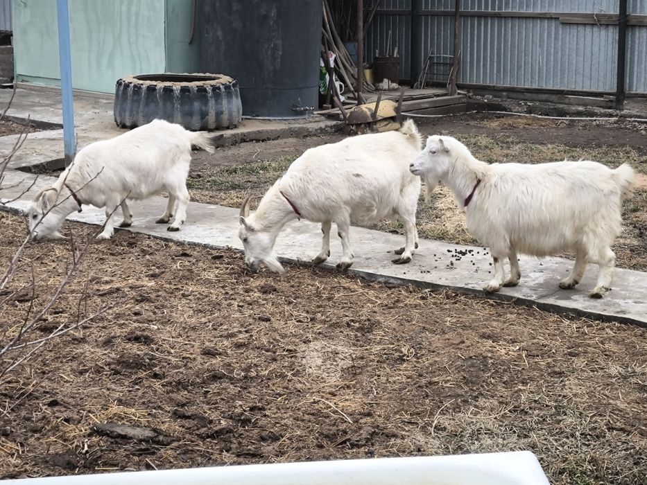 Орыс Ешкілер сатылады