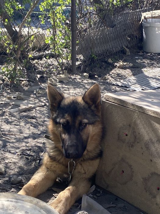 Немецкая овчарка