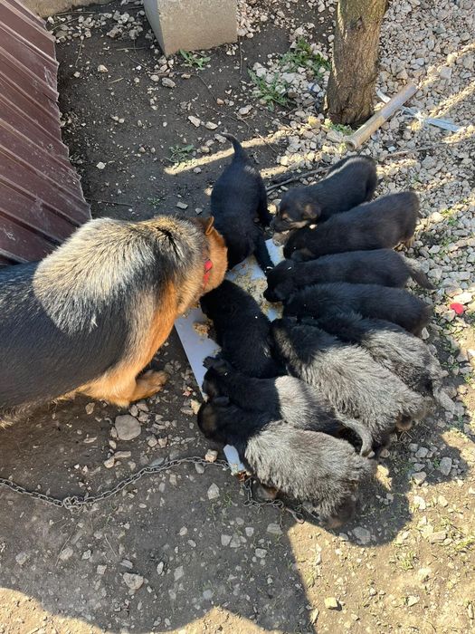 Donez ciobanesc german