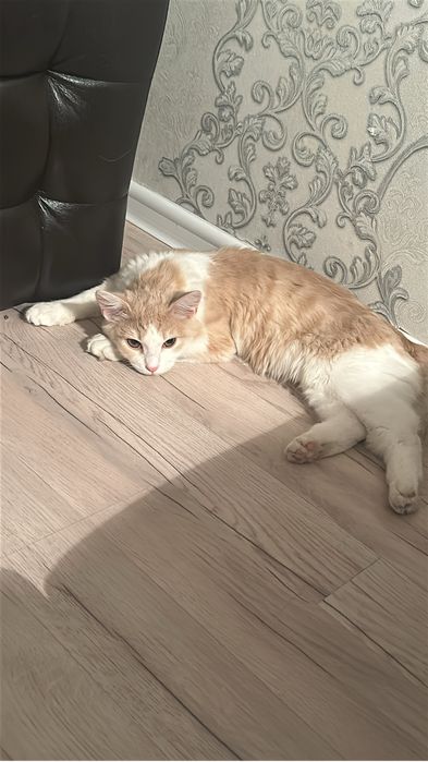 Отдам в добрые руки