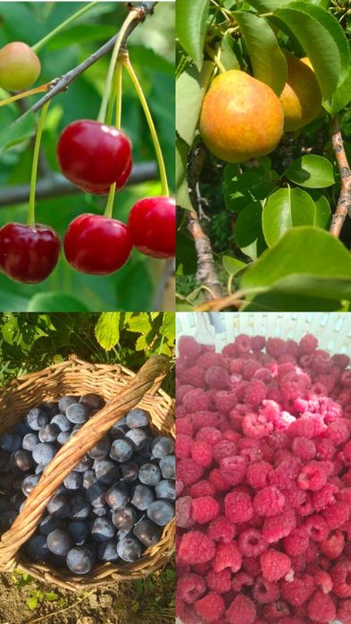 Продам местные  саженцы