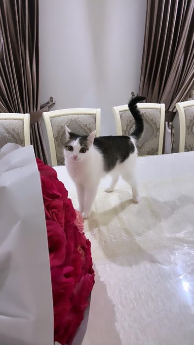 Отдам котят в добрые руки!