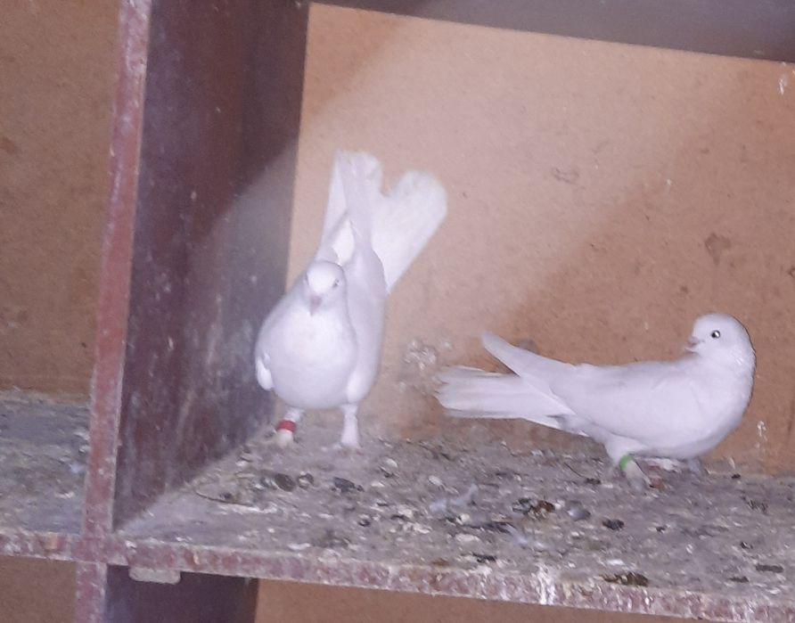 Птица голубы широкохвости