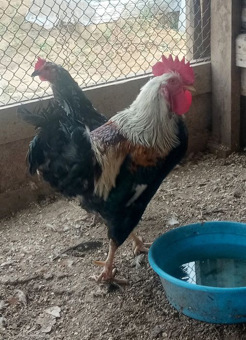 Продам домашний питух