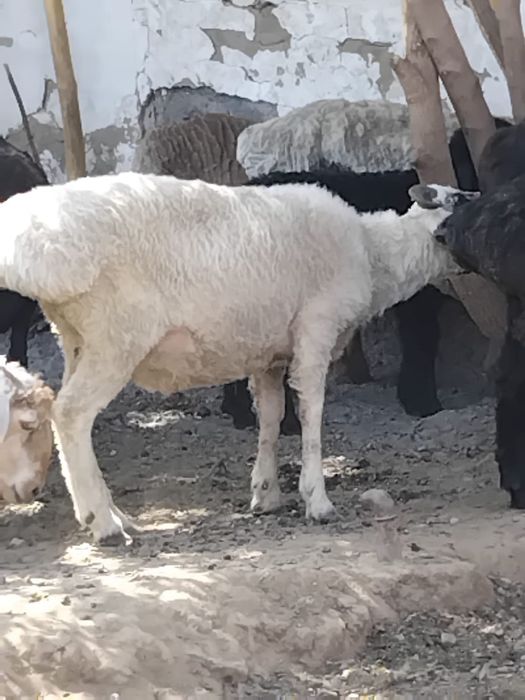 Продам кошкара хороший