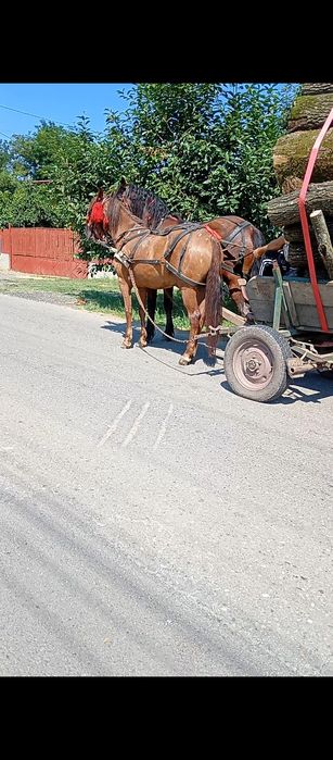 Iapă de vânzare 5 ani