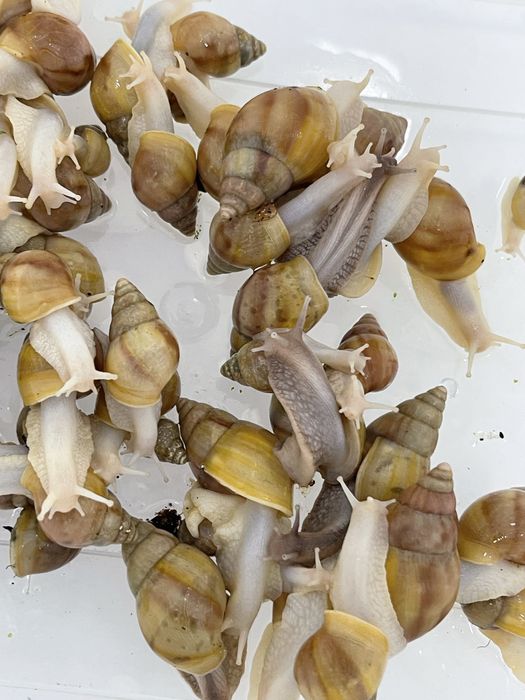 Optomga arzonga ideal bogan Ulitkala 4-5 sm