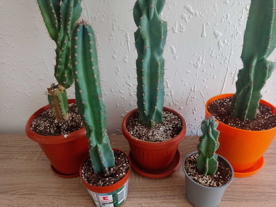 Кактуси   Cereus