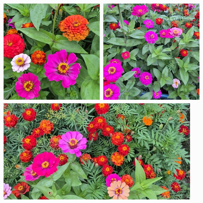 Продам клубни Канн и семена Циний