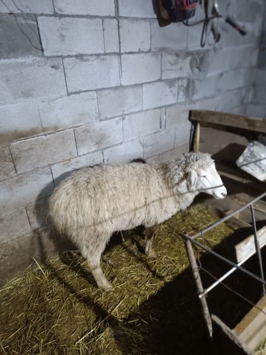 Бычки телки бараны на продажу