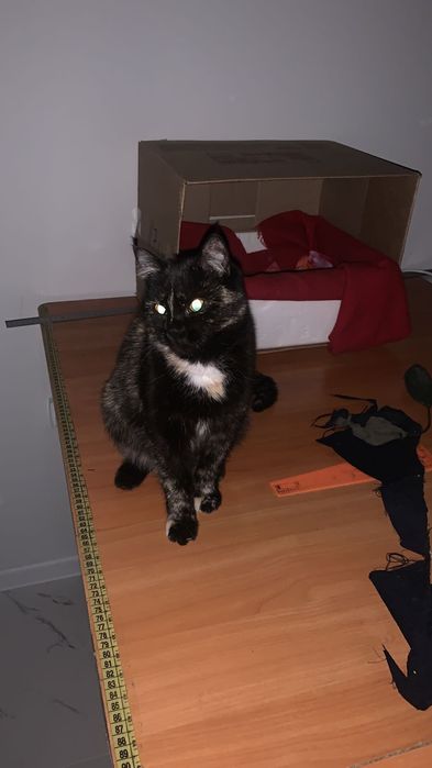 Кошечка  Тартишка