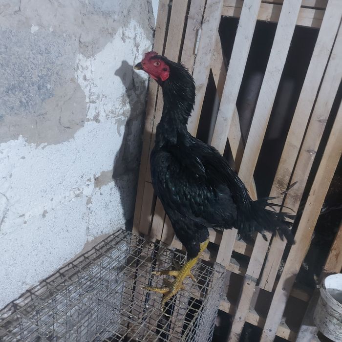 Майски ветнам жужа