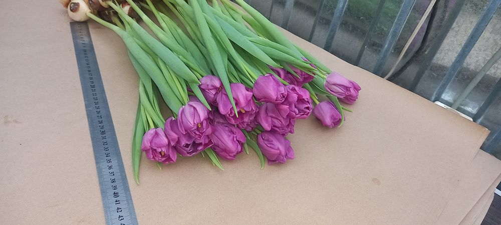 Тюльпаны на Восточке !!!
